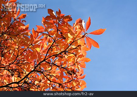 
                Herbst, Herbstlaub, Blätterdach                   