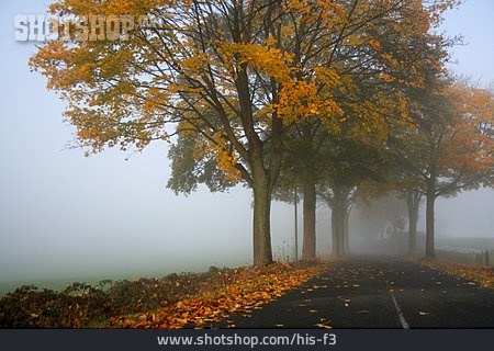 
                Herbst, Nebel, Straße                   