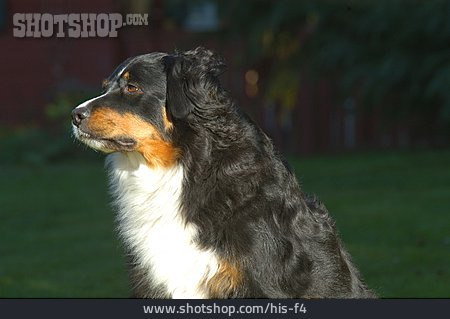 
                Rassehund, Berner Sennenhund, Tierporträt                   