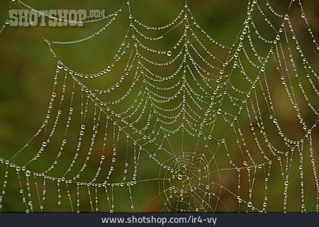 
                Spinnennetz, Tau, Wassertropfen                   