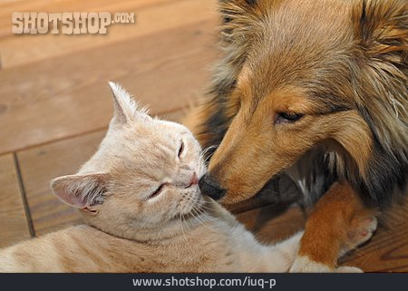 
                Katze, Hund, Tierfreundschaft                   