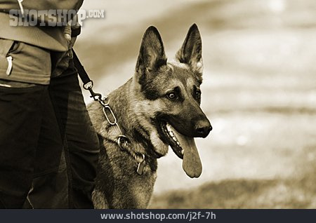 
                Deutscher Schäferhund, Schutzhund                   