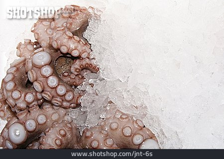 
                Squid                   