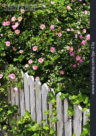 
                Rural Scene, Rose Hedge, Garden Fence                   