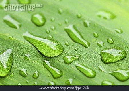 
                Grün, Wassertropfen, Perlen, Pflanzenblatt                   