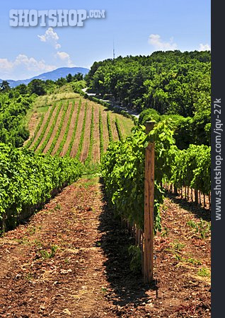 
                Weinberg, Weinanbau, Weinanbaugebiet                   