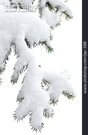 
                Winter, Verschneit, Schneebedeckt, Kiefernzweig                   
