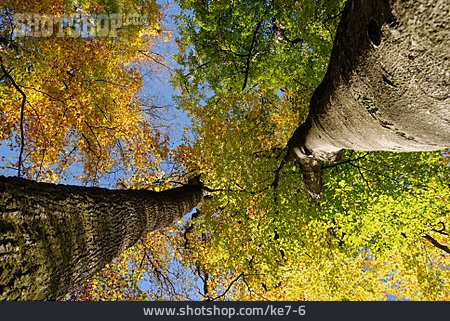 
                Herbst, Baumkrone, Herbstfärbung                   