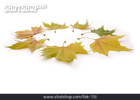 
                Herbstlaub, Ahornblatt, Ahorn                   