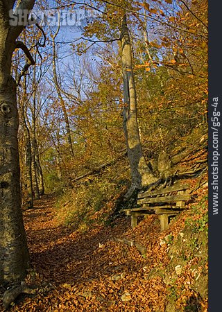 
                Waldweg, Herbstwald, Herbstlich                   