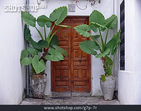 
                Kübelpflanze, Haustür, Andalusien, Pfeilblätter                   
