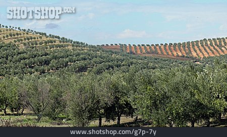
                Olivenanbau, Olivenplantage                   