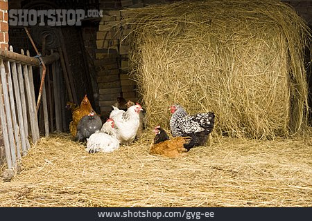 
                Huhn, Bauernhof, Hühnerstall                   