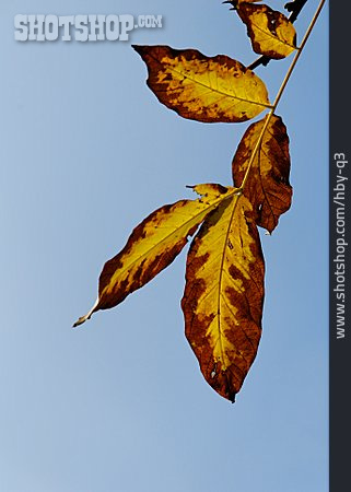 
                Herbst, Zweig, Walnussblatt                   