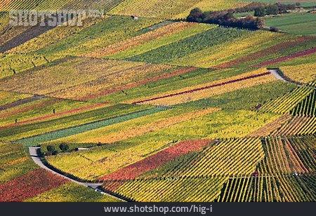 
                Weinberg, Weinregion, Weinanbau                   