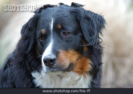 
                Rassehund, Berner Sennenhund                   