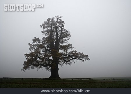 
                Baum, Herbst, Nebel, Eiche                   