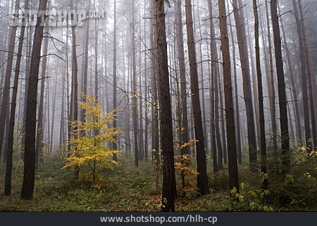 
                Wald, Sträucher, Herbstwald, Neblig                   