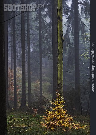 
                Wald, Herbstwald, Neblig                   