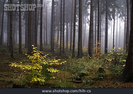 
                Wald, Sträucher, Herbstwald, Neblig                   