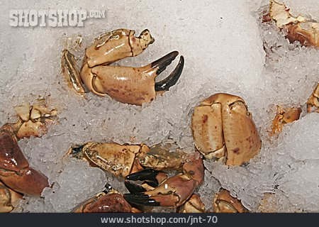 
                Krabbe, Taschenkrebs                   