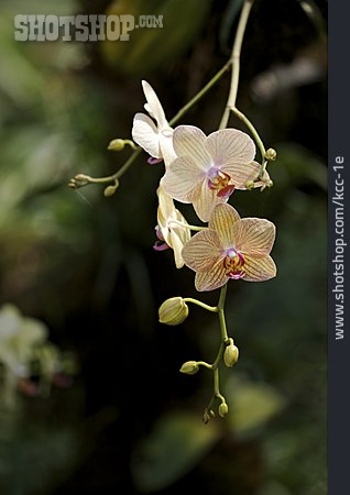 
                Orchidee, Phalaenopsis, Orchideenblüte                   