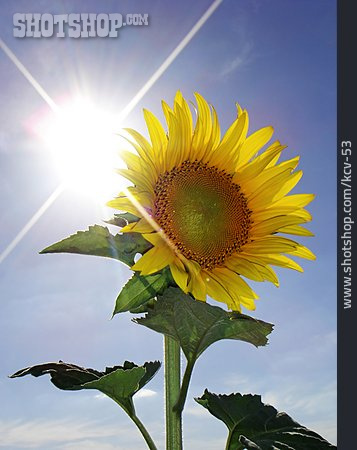 
                Sonnenblume, Energie, Sonnenstrahl                   