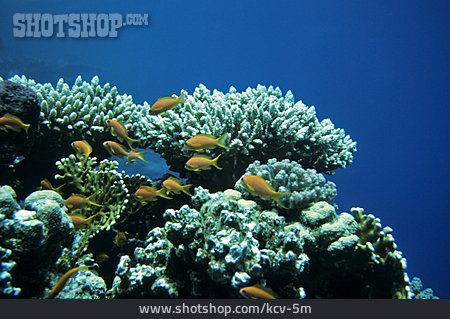 
                Korallenriff, Fahnenbarsch                   
