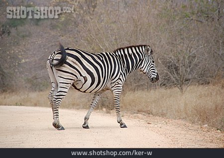 
                Zebra, Steppenzebra                   