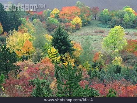 
                Jahreszeit, Mischwald, Herbstfärbung                   