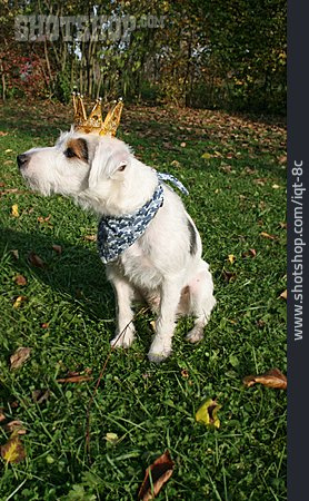 
                Krone, Parson-russell-terrier                   