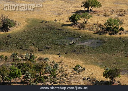 
                Elefantenherde, Okavango Delta                   