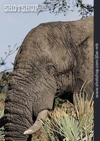 
                Elefant, Elefantenkopf, Afrikanischer Elefant                   