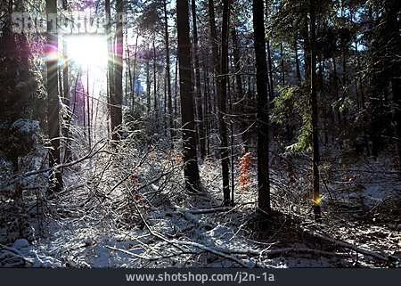 
                Sonne, Wald, Winterlandschaft                   