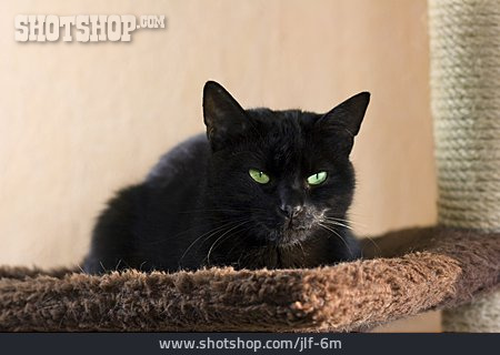 
                Schwarze Katze                   