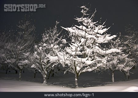 
                Baum, Verschneit, Schneebedeckt                   