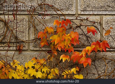 
                Herbstlaub, Wilder Wein, Weinranke                   