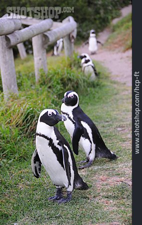 
                Pinguin, Humboldt-pinguin                   