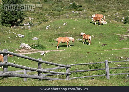 
                Pferd, Pferdekoppel, Haflinger                   