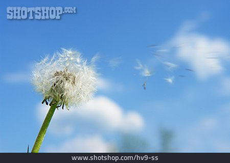 
                Pusteblume, Pollenflug                   