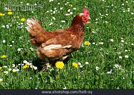 
                Huhn, Freilandhaltung, Artgerecht                   