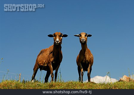 
                Schaf, Kamerunschaf                   