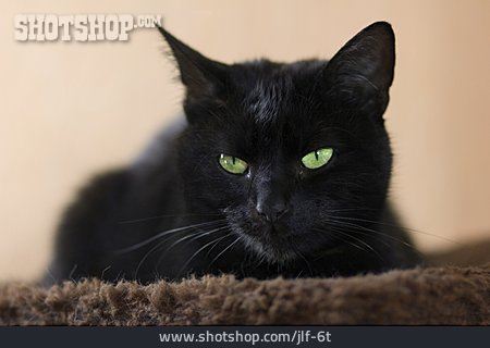 
                Katze, Schwarze Katze                   