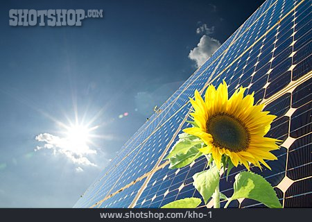 
                Sonnenblume, Klimaschutz, Solar, Sonnenenergie                   