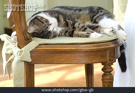 
                Stuhl, Katze, Schlafen                   