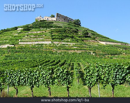 
                Burg, Weinbau, Weinberg, Staufen                   