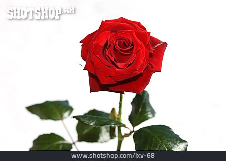 
                Valentinstag, Rote Rose                   