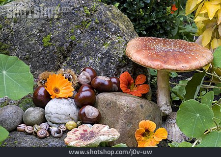 
                Pilz, Herbstlich, Kastanie, Esskastanie                   