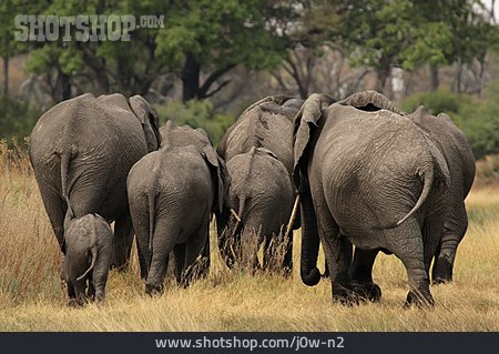 
                Elefant, Elefantenherde, Afrikanischer Elefant                   