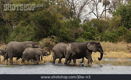 
                Elefant, Elefantenherde, Afrikanischer Elefant                   